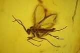 Fossil Fly (Diptera) In Baltic Amber #139016-1
